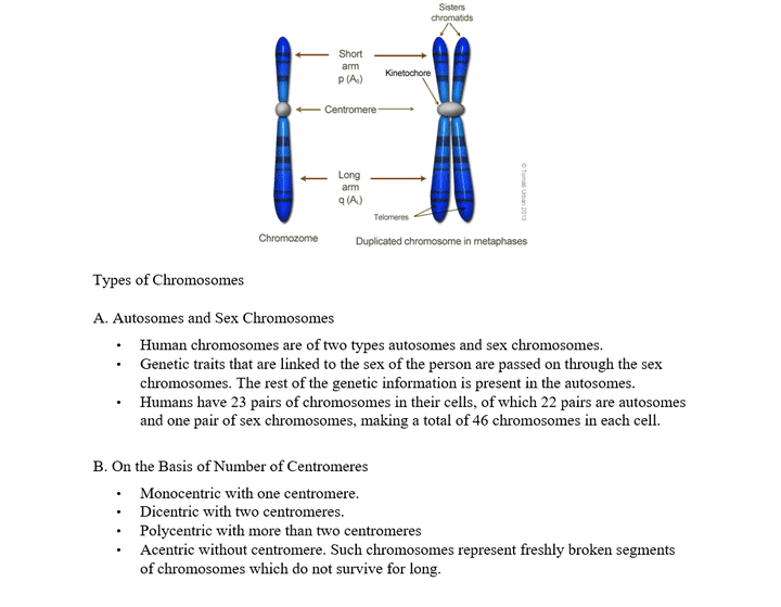 Chromosome- Structure,  Types and Functions