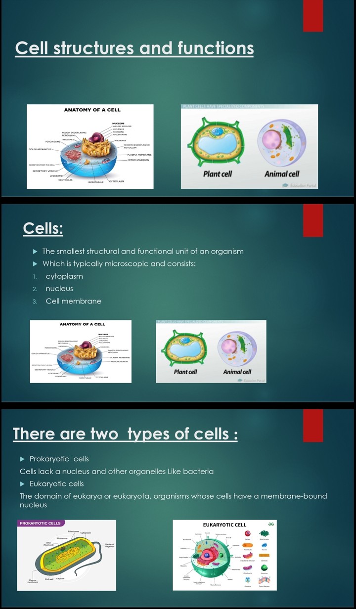 cell structures and functions