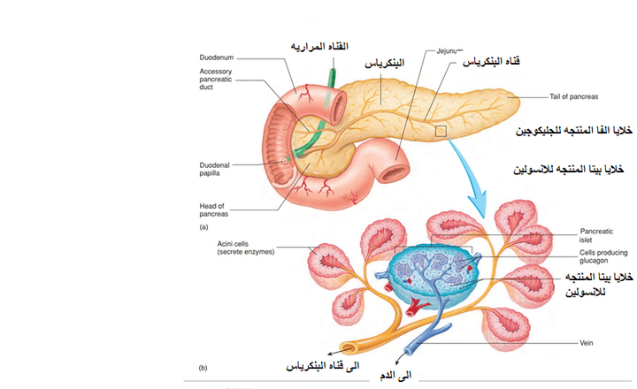 بحث مترجم عن مرض السكرى