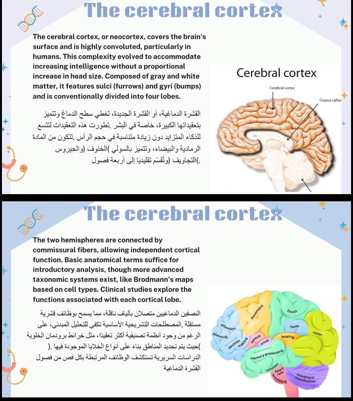 علم الاعصاب مترجم باللغتين العربيه والانجليزيه