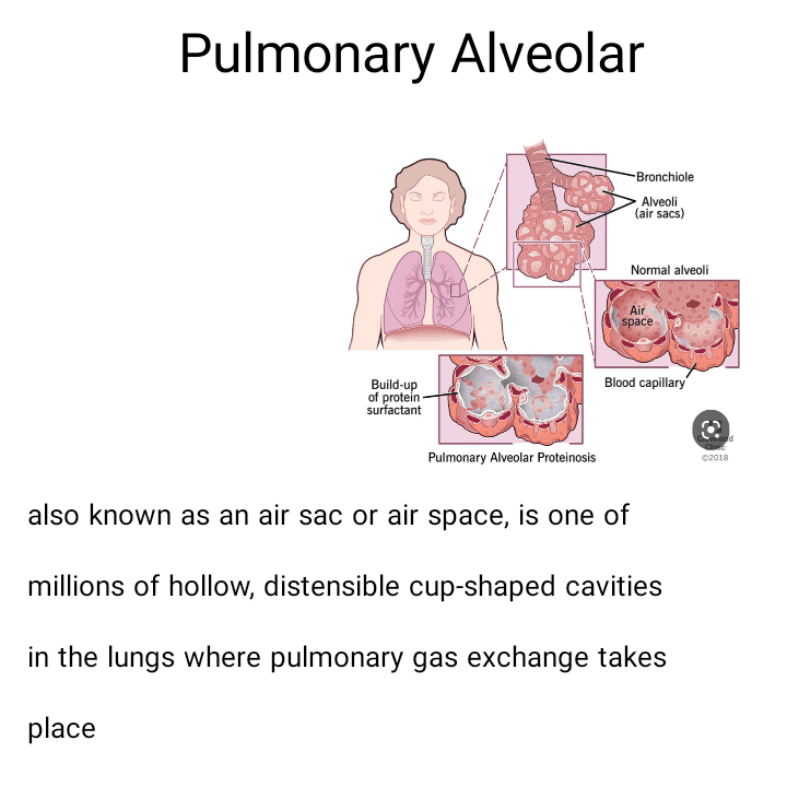 تصميم بوستر عن pulmonary alveolar