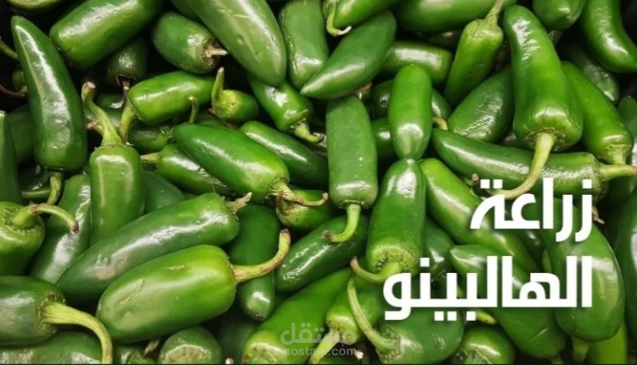 مقال عن زراعة الهالبينو