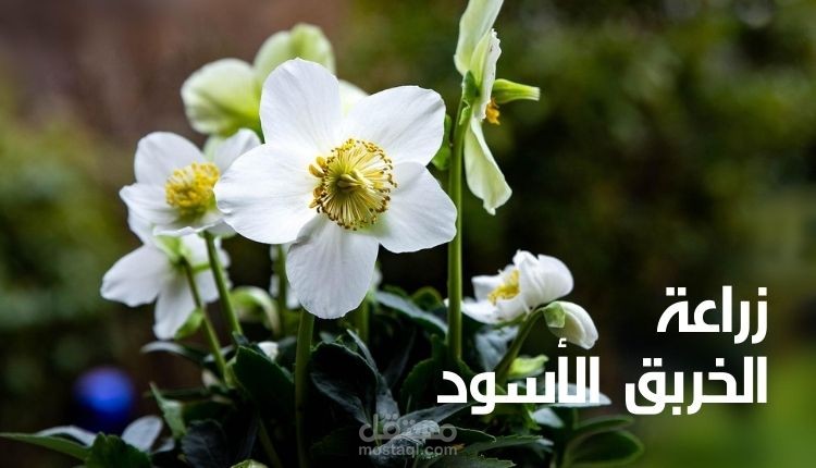 زراعة الخربق الأسود