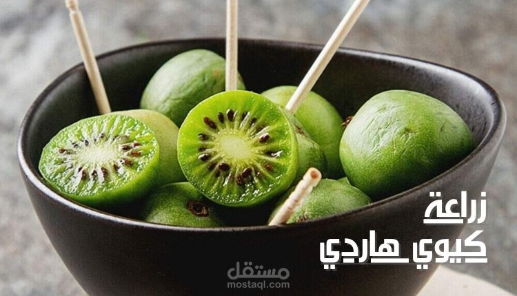 مقال عن زراعة كيوي هاردي