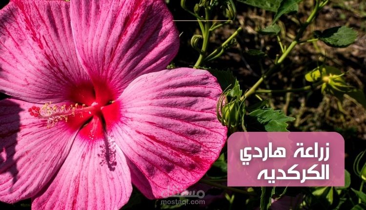 مقالة عن زراعة هاردي الكركديه