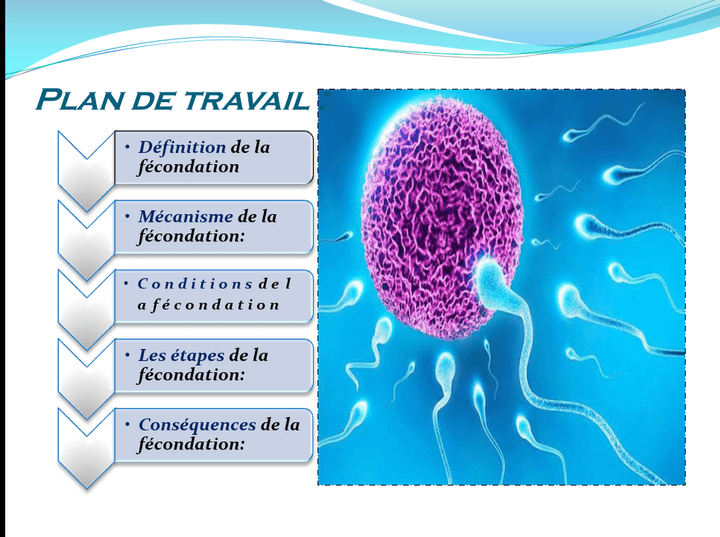 Exposé sur la fécondation