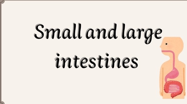 عرض تقديمي عن الأمعاء الغليظة والامعاء الدقيقه