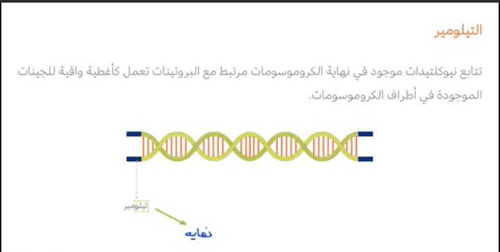 كتابة/ تأليف محتوي الاسكربت والستوري بورد لفيديوهات تعليم اليكتروني، مرفق مثال بعنوان ـ عمر الخلية ـ مناهج الاحياء ـ مشروع الكويت