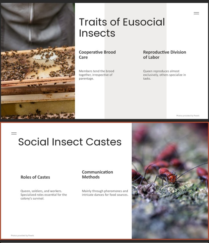 Ant morphology and cast