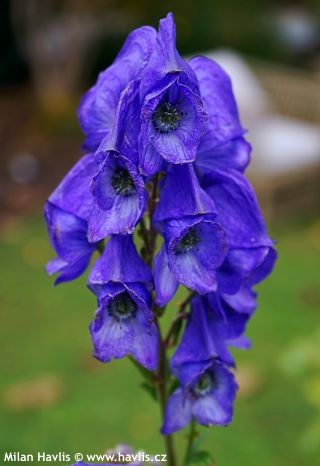 Toxicity of Aconitum