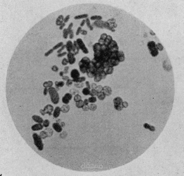 تقرير microbiology