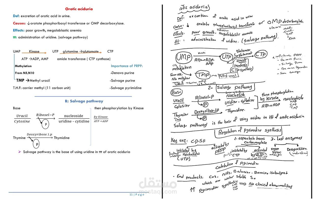 Renal Biochemistry and CNS Histology