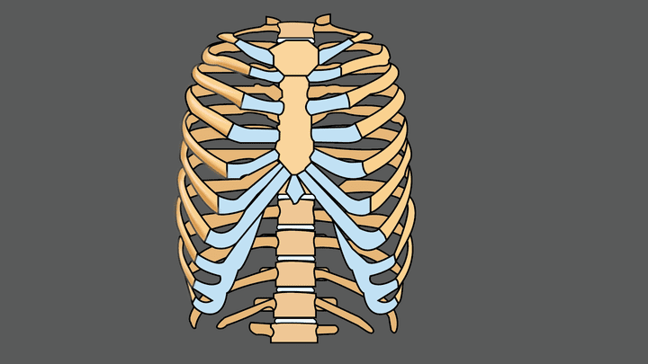 Thoracic cage vector