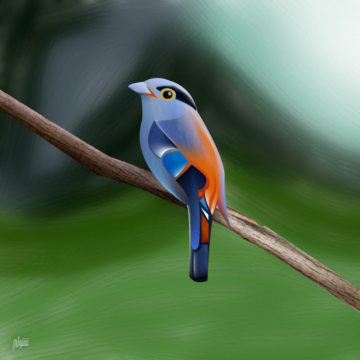 Silver breasted broadbill bird illustration