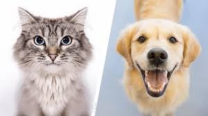 Python | Cat and Dog Classification with Pytorch