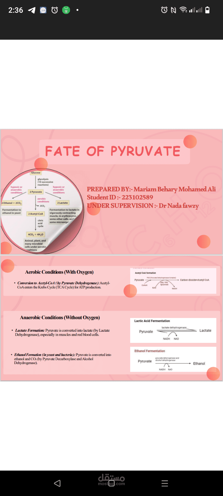 باور بوينت مبسط عن fate of pyruvate