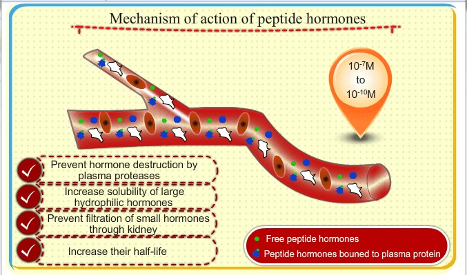 Educational clip about "Mechanism of action of peptide hormones"