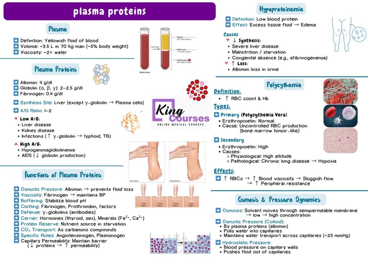 عرض تعليمي احترافي عن "بروتينات البلازما – Plasma Proteins"