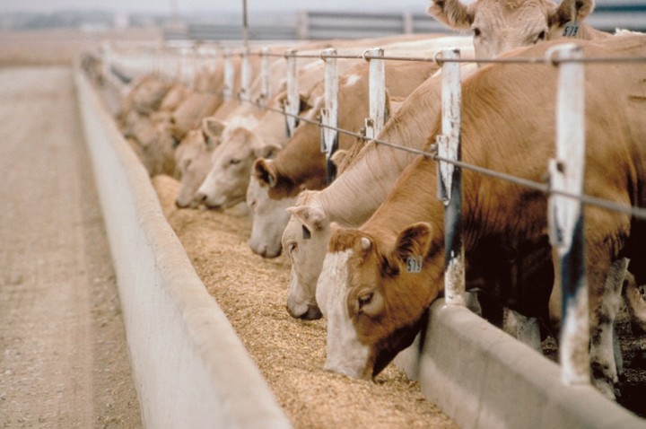 دراسة جدوى مزرعة ماشية