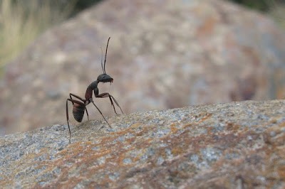 مقال بعنوان (أغرب المعلومات عن النمل)