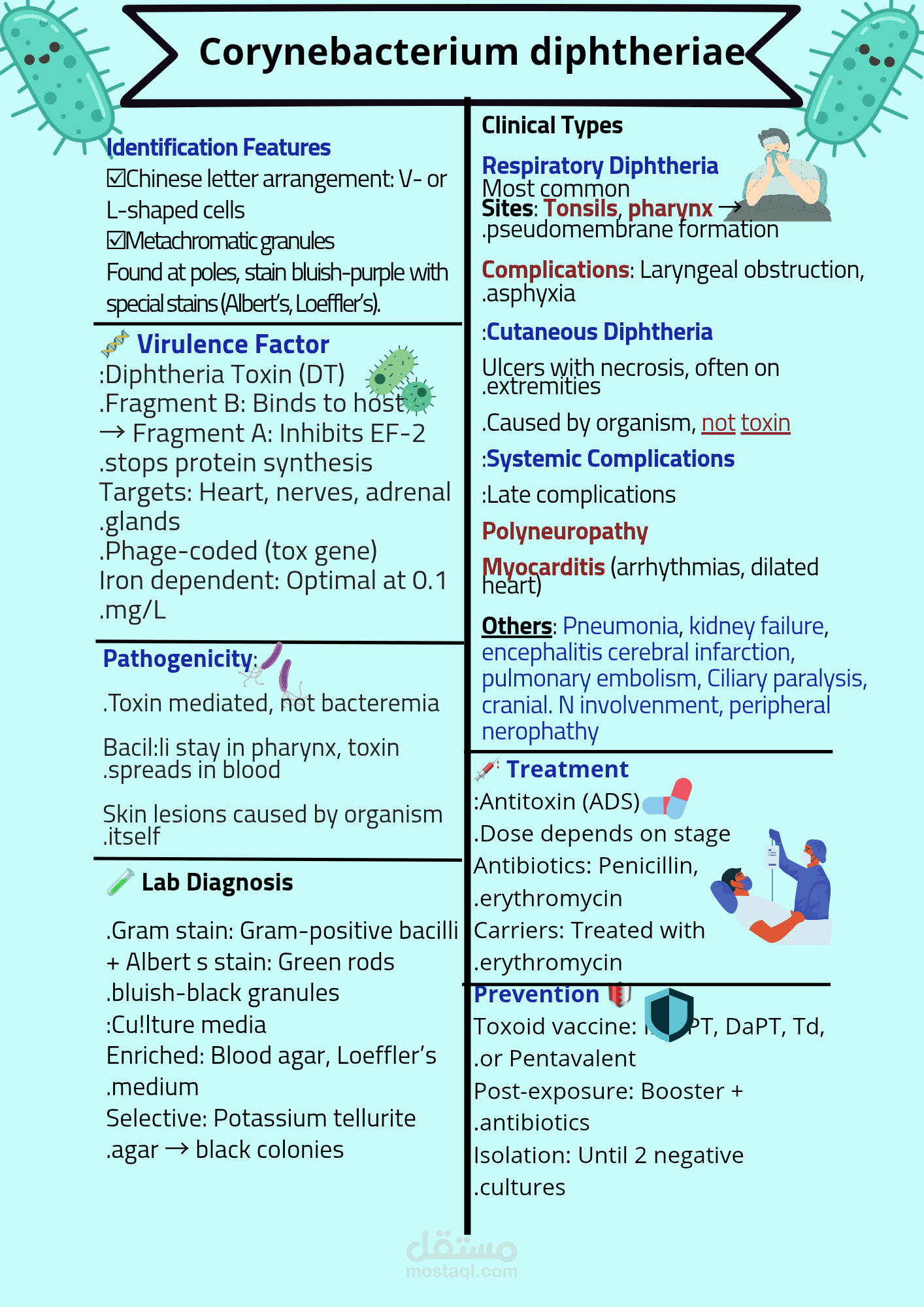 Corynebacterium diphtheriae