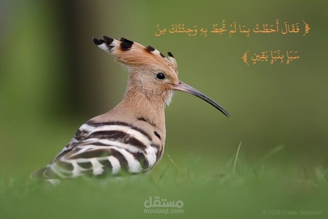 قصة سليمان والهدهد
