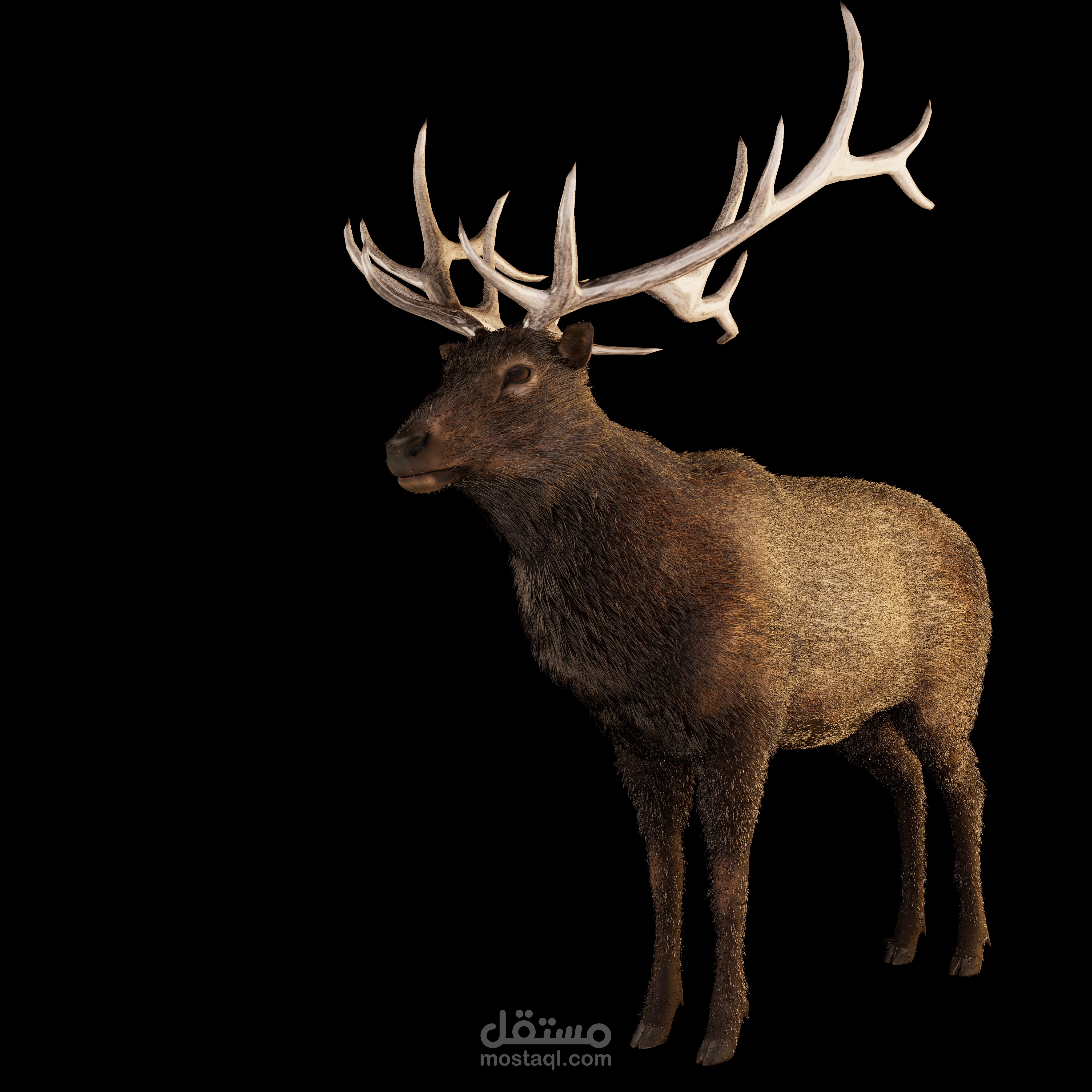 Wild Elk