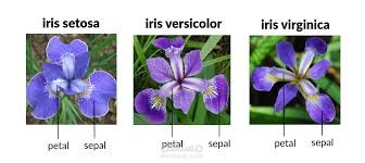 Iris Flower Classification using Machine Learning!