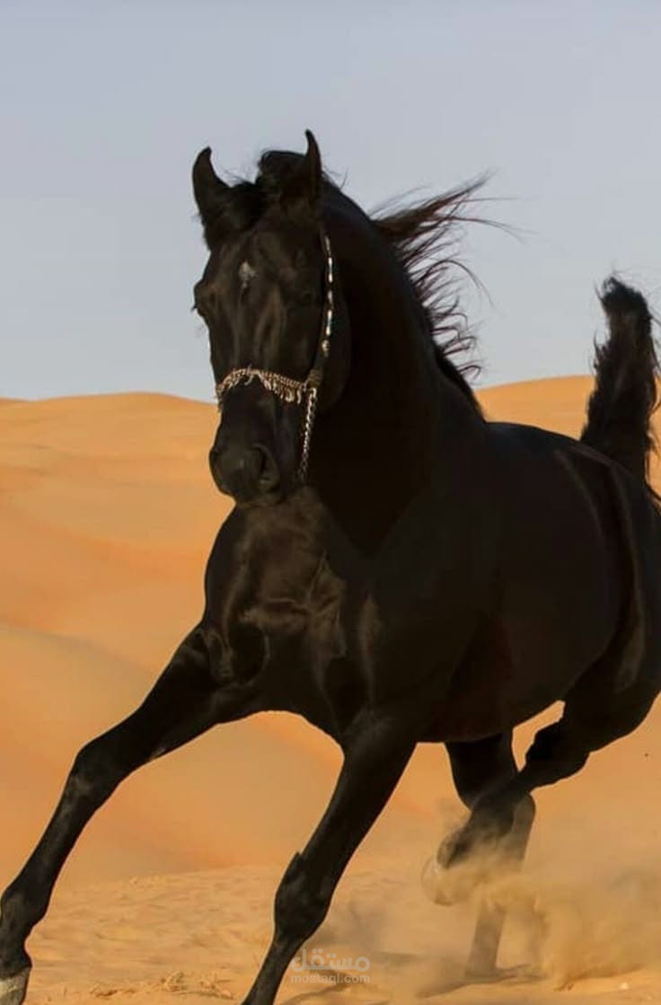 أنا الأحلام… ولعلّي أرضى