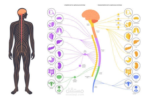 physiology of nerves