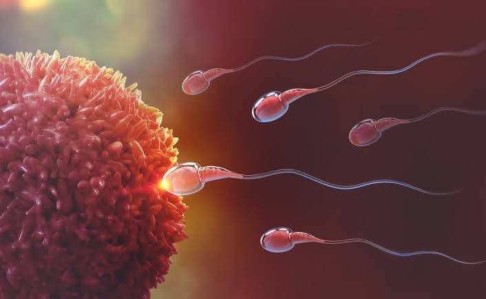 semen analysis