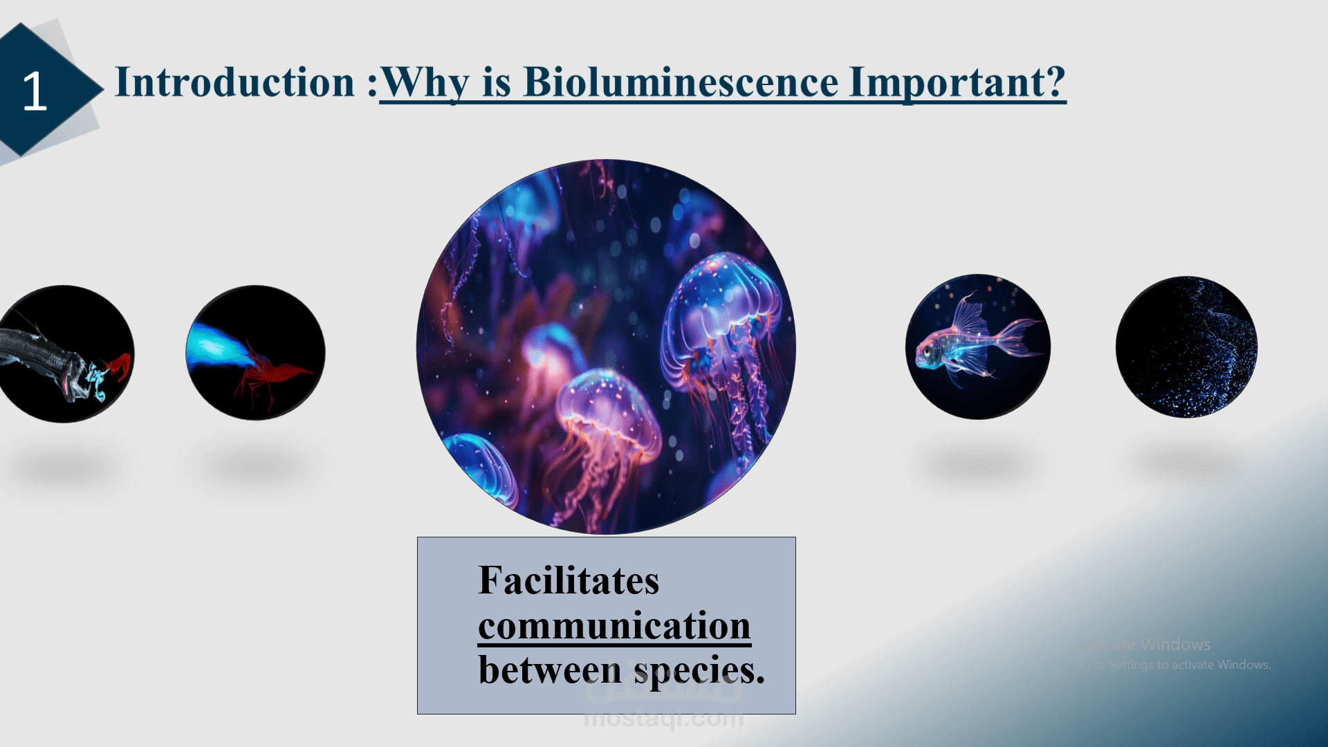 عرض تقديمي علمي – الضوء الحيوي (Bioluminescence) في الكائنات البحرية