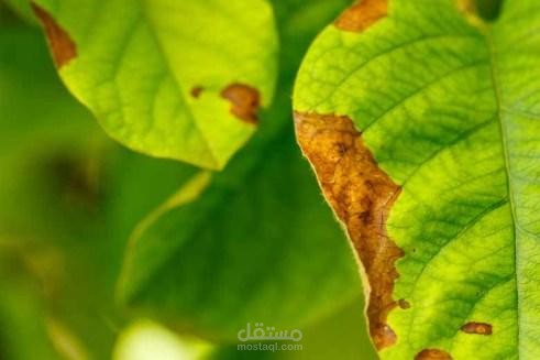 plant disease detection