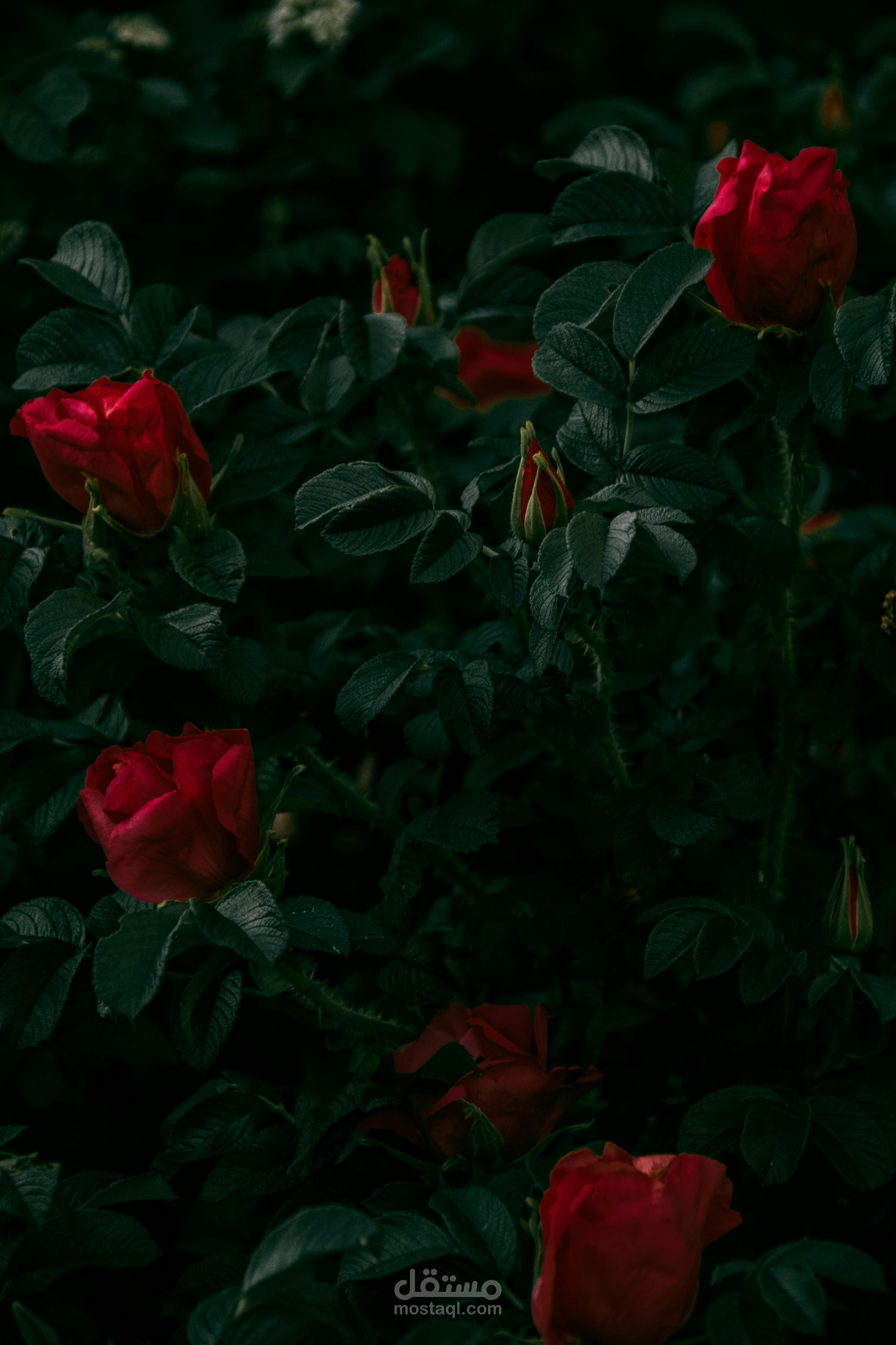 مقعد رقم 17