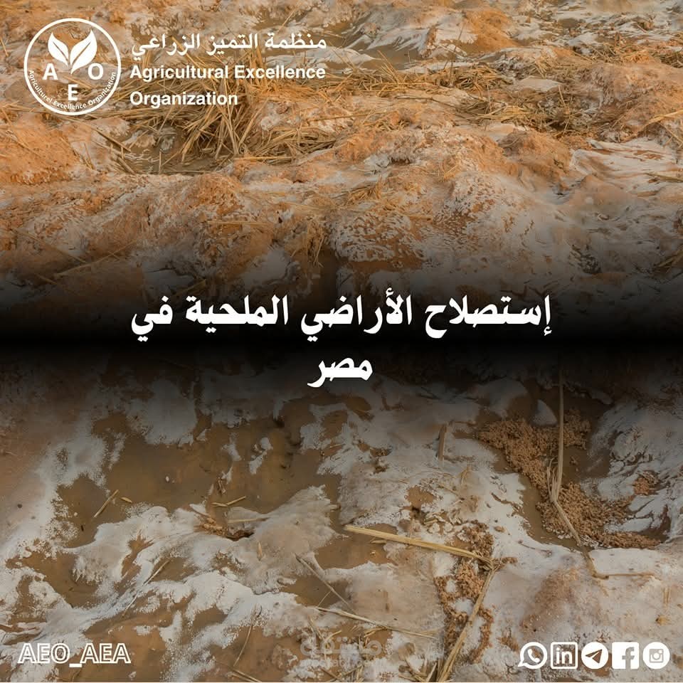 مقاله عن استصلاح الاراضي الملحية في مصر