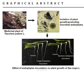Plant growth-promoting activities for bacterial and fungal endophytes isolated from medicinal plant of Teucrium polium L.