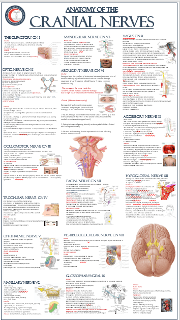 cranial nerves