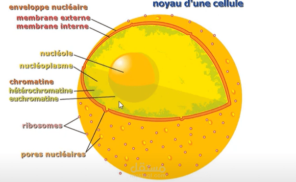 Présentation pédagogique : Les cellules et leurs fonctions (cours de biologie)