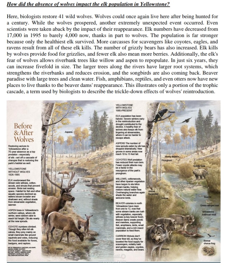 The Ecosystem in Yellowstone Park report