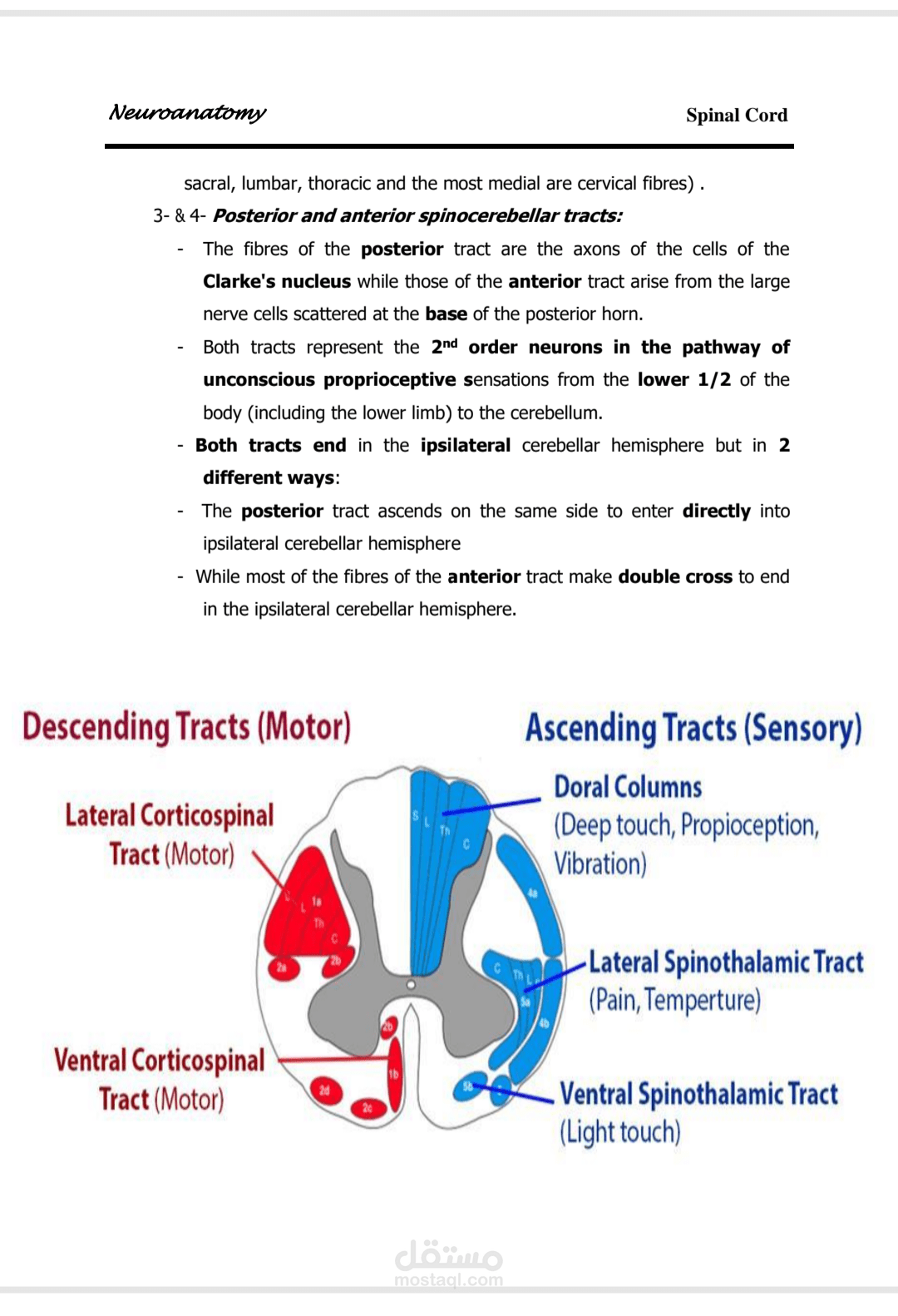 Anatomy of spinal cord