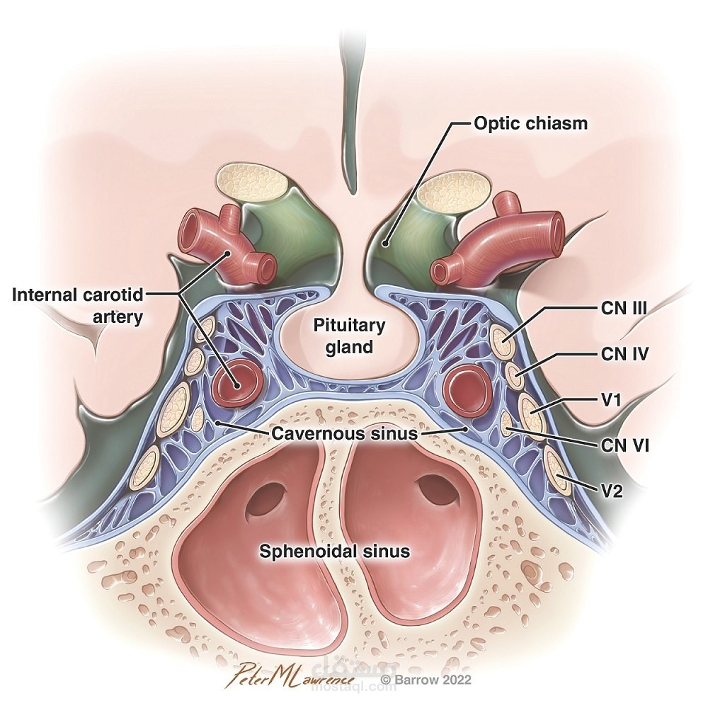 Pituitary Lecture