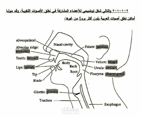 الاصوات اللغوية للعربية الفصحى المعاصرة