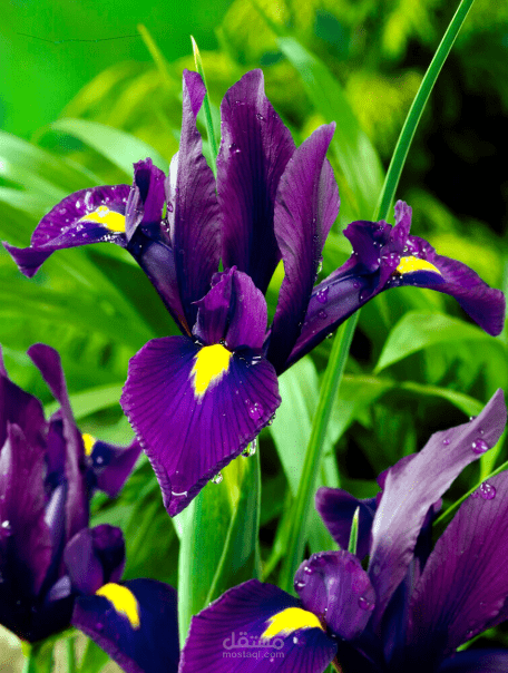 زهرة ايرس