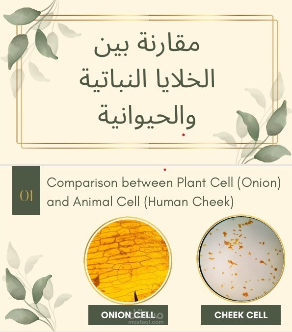 إعداد وتصميم عرض تقديمي علمي حول مقارنة بين الخلايا النباتية والحيوانية