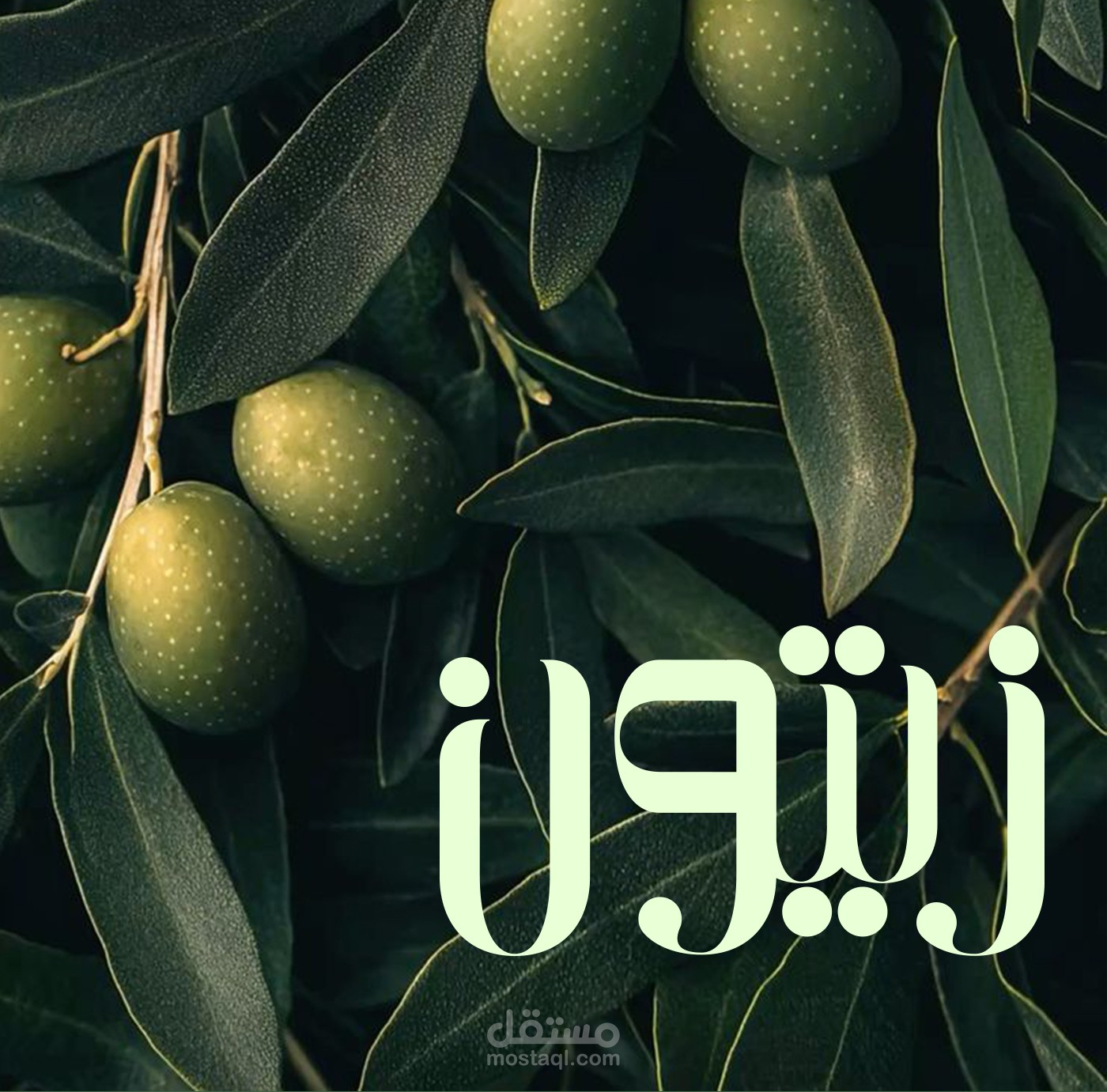 زيتون