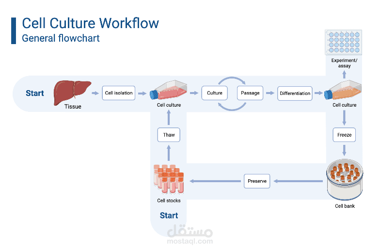 cell culture flow chart