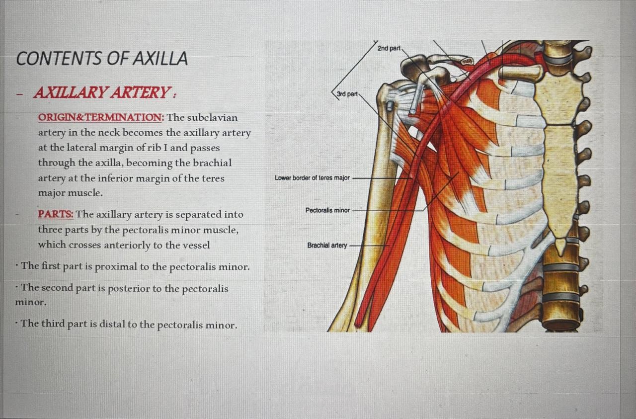 ppt about axilla