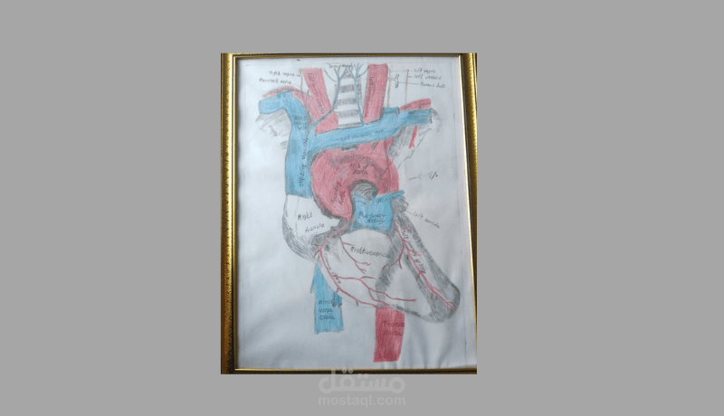 رسم بيولوجي طب أحياء، صور  شخصيات، صور خيالية ذات دلالة