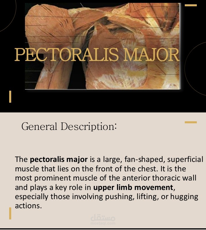 Assignment anatomy