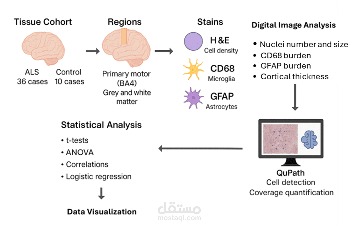 Digital Pathological Analysis of the Primary Motor Cortex in Amyotrophic Lateral Sclerosis: A QuPath-Based Study of Postmortem Brain Tissue